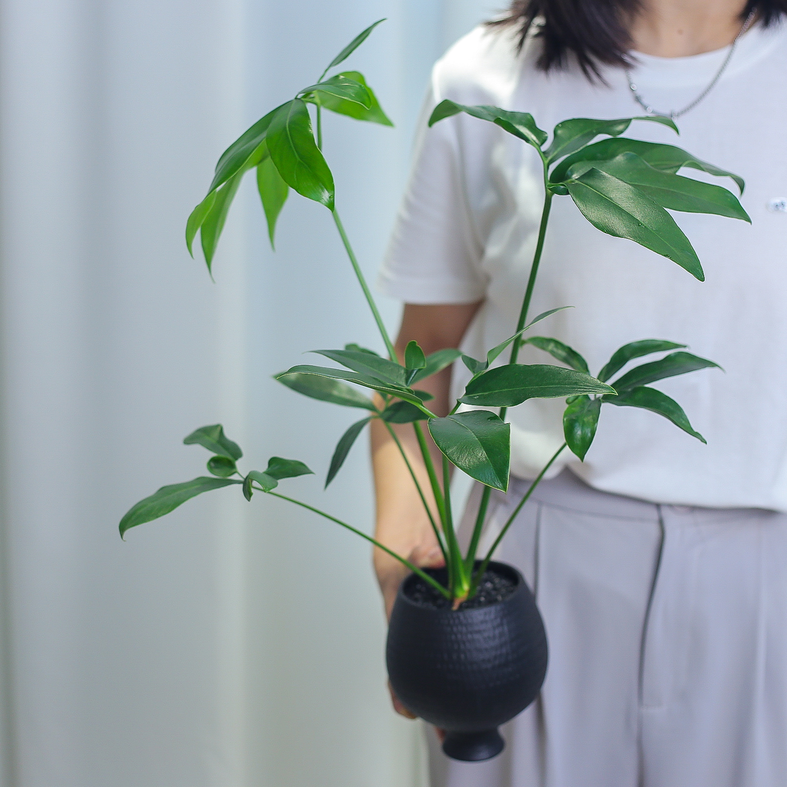 印第安羽毛蔓绿绒室内客厅好养耐阴绿植花卉净化空气稀有盆栽