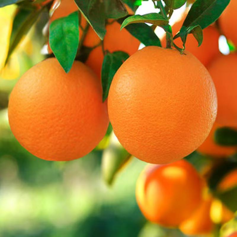 纯甜新鲜纽荷尔脐橙子农家自种3/5/9斤现摘水果多汁赣南品种脐橙