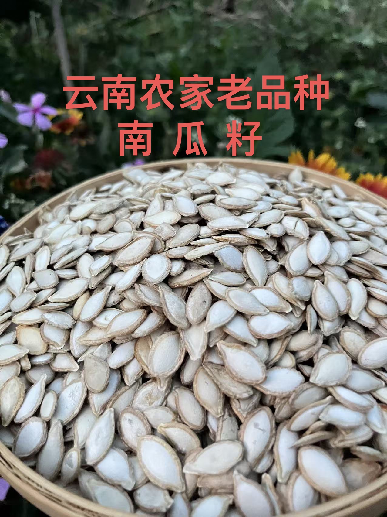 1南瓜子农家带壳原味毛边生南瓜子云南特产