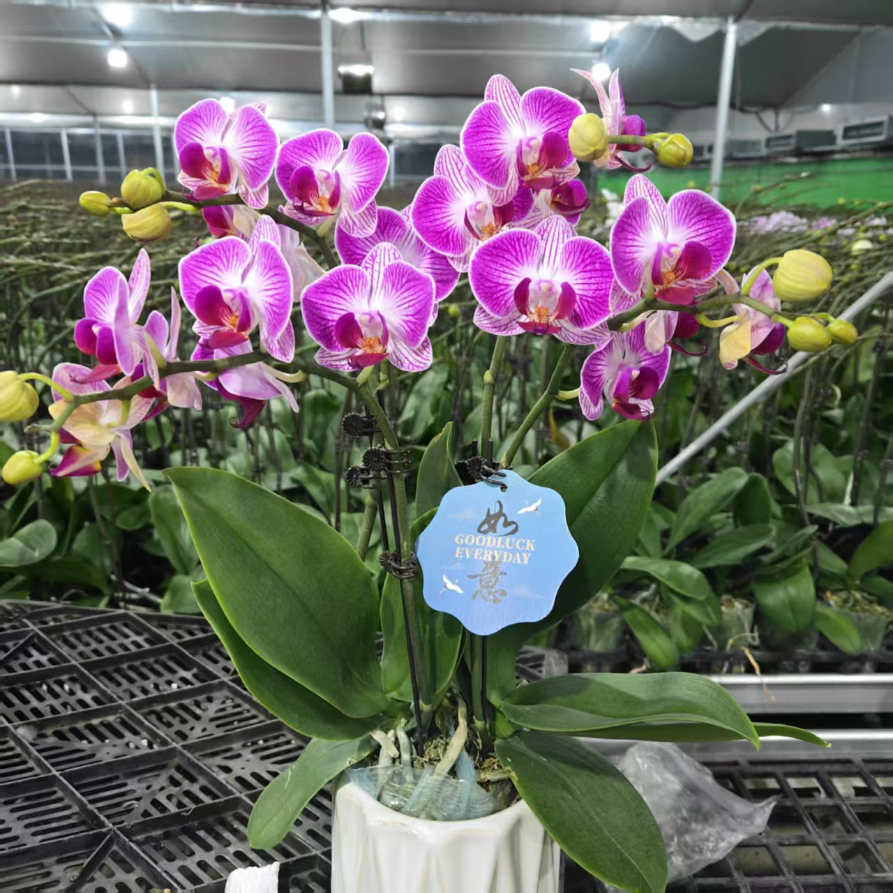 成功【红双喜】蝴蝶兰精致花卉盆栽四季植物