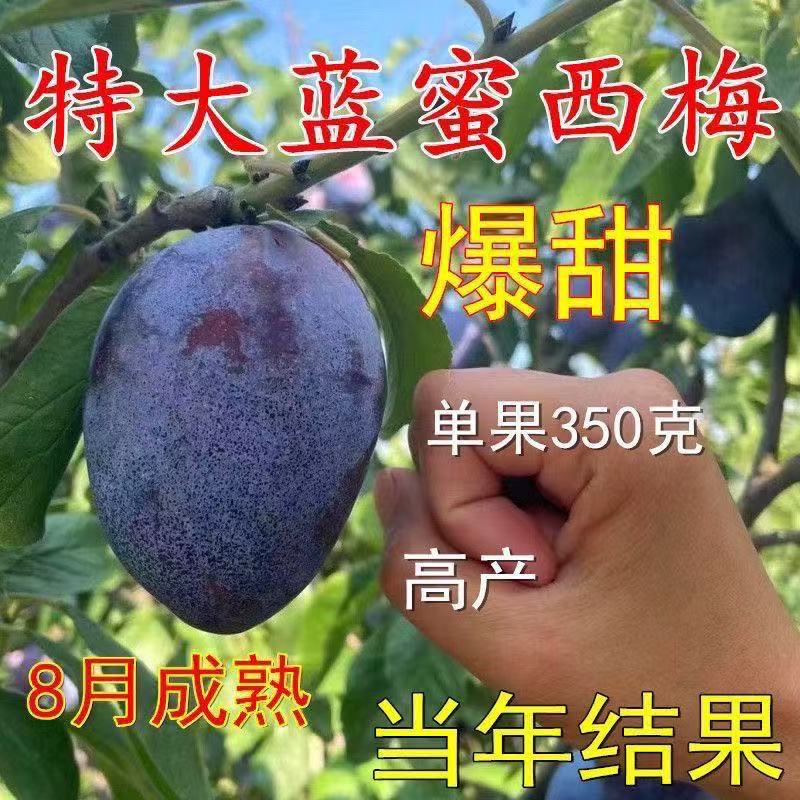 嫁接李子树苗正宗蓝蜜西梅大果离核盆栽地栽南北方种植当年结果