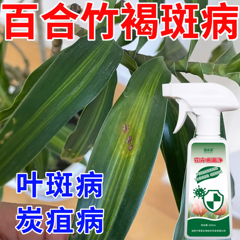 百合竹褐斑病专用营养液肥料叶斑病炭疽病黄叶病枯萎病花卉病菌净