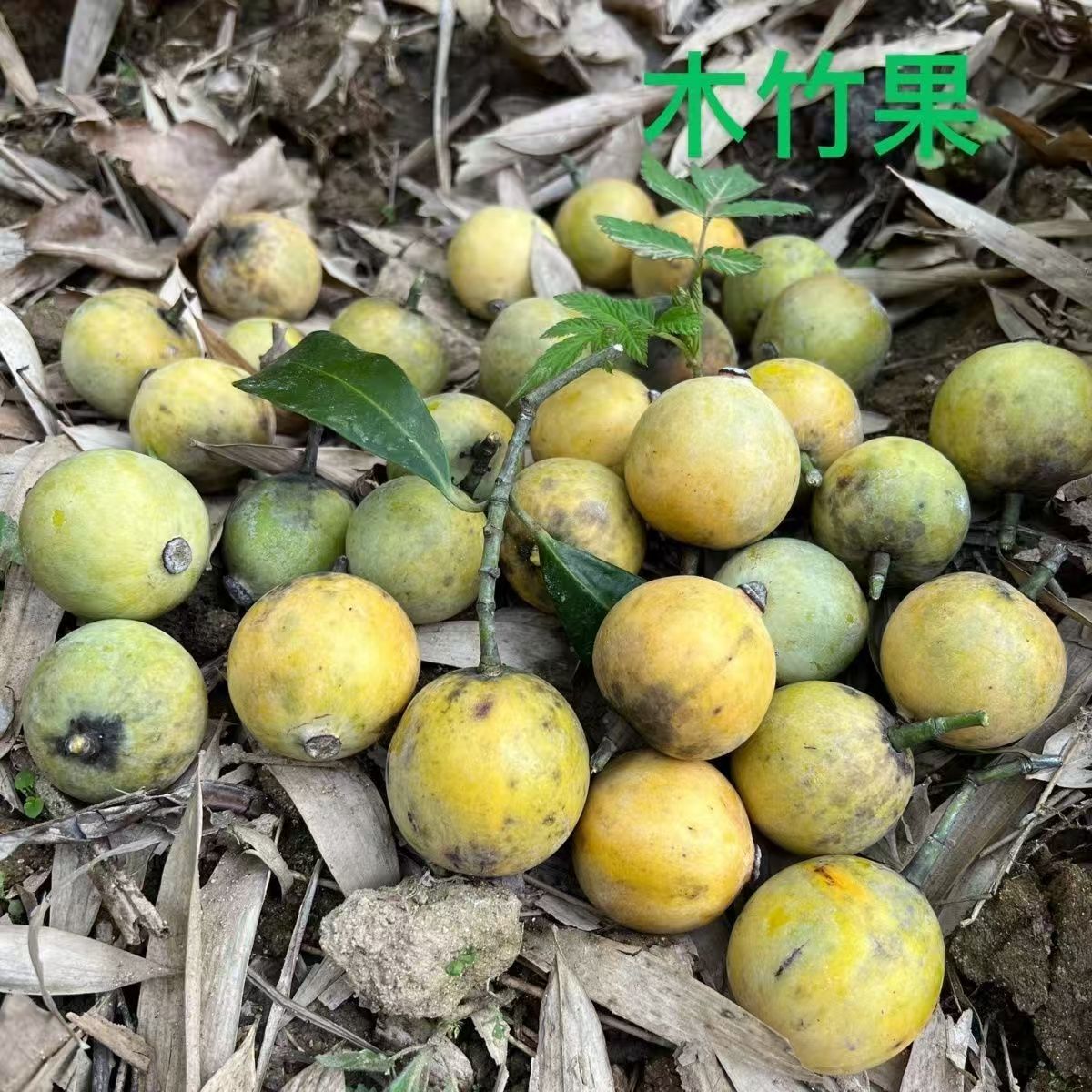 岭南野生现摘新鲜木竹子酸桐子竹节子黄牙果枇杷竹桔包邮野枇杷