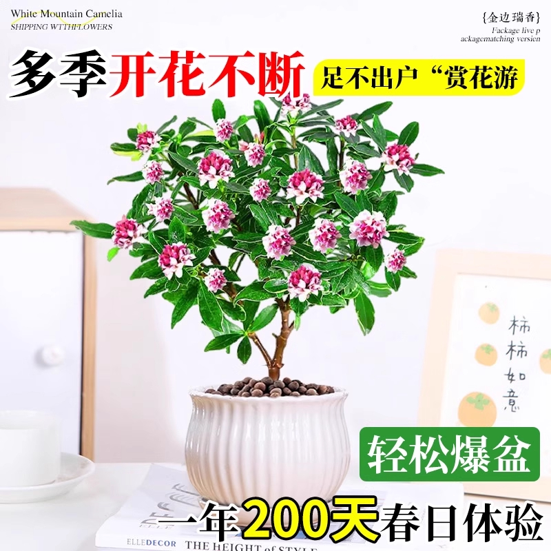 金边瑞香盆栽浓香型带花苞植物室内花卉老桩有香味秋冬养耐寒年宵