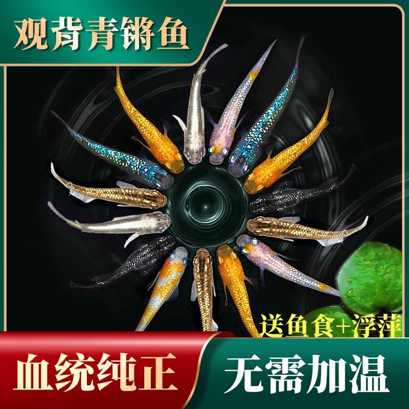 观背青鳉天使之翼观赏鱼好养耐活自来水不打氧冷水耐寒淡水小鱼苗