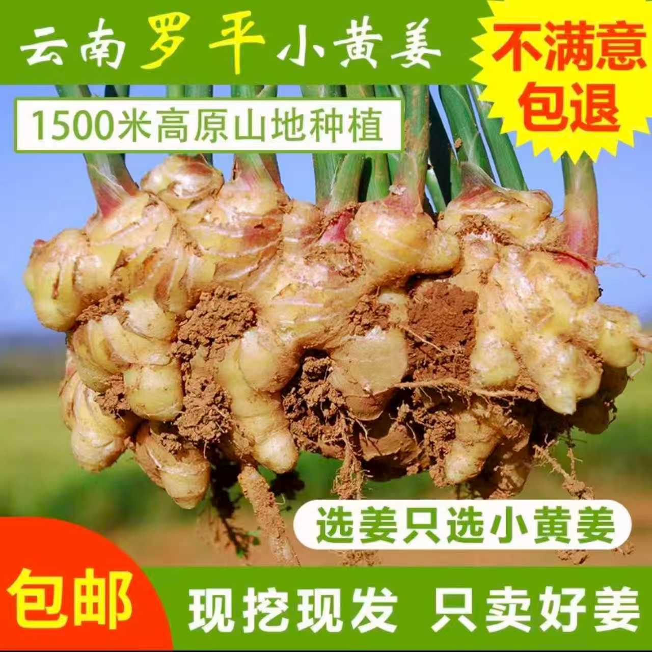 罗平小黄姜2025鲜姜现挖当季熟菜