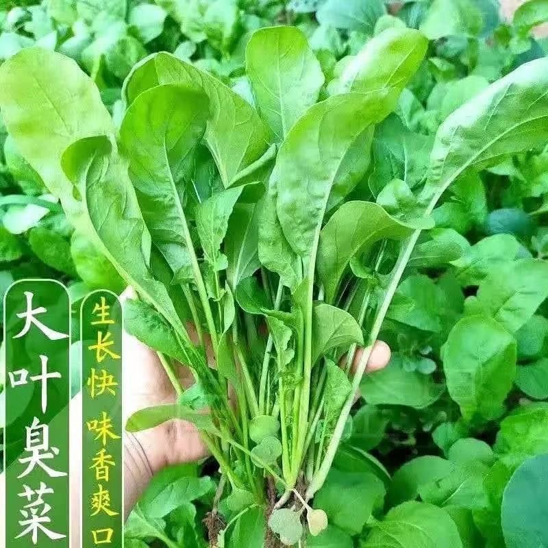 四季种植大叶臭菜种子东北芝麻菜籽臭菜籽春秋季阳台菜园蔬菜种子