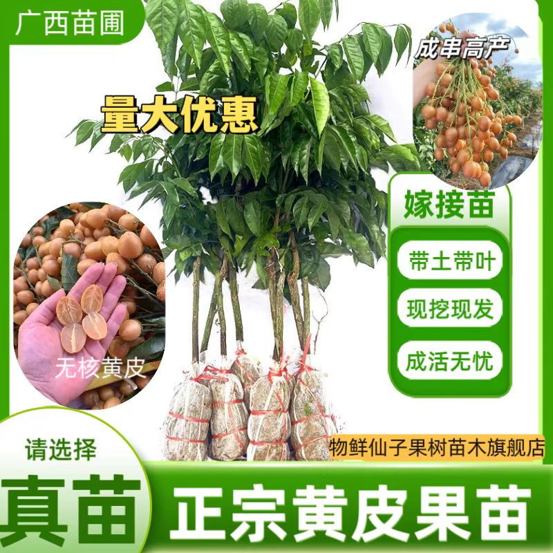 正品大鸡心黄皮无核黄皮果树苗高产贵妃黄皮嫁接果苗黑金黄皮树苗