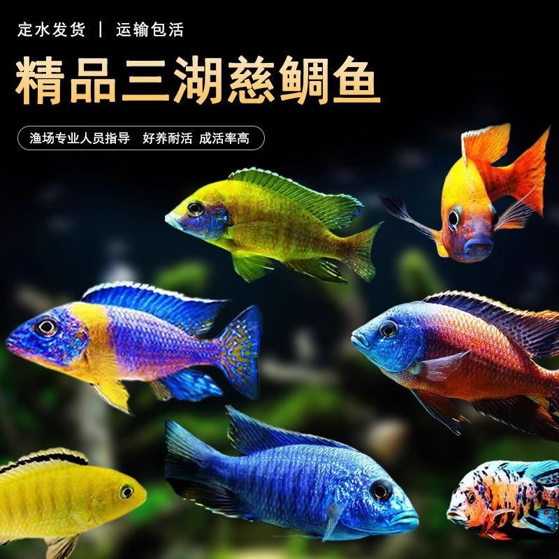 三湖慈雕不分公母热带鱼淡水鱼