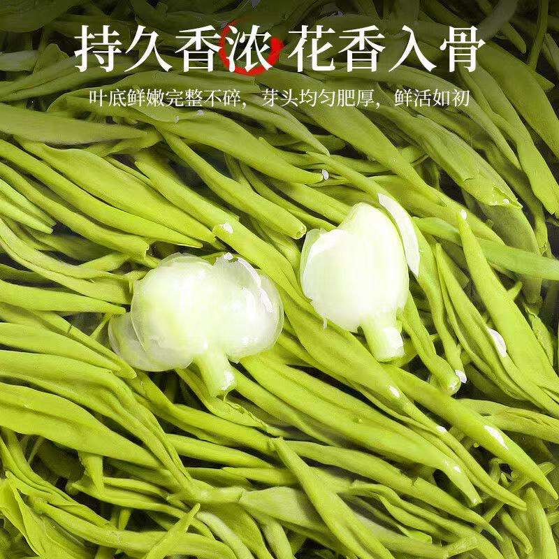 茉莉花茶2025新茶叶飘雪茉莉飘雪浓香型散装毛尖茶