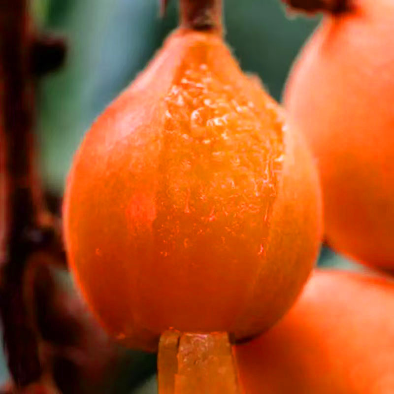 地径1.3-1.5厘米粗/新品种无核砂糖嫁接枇杷树苗春桦枇杷苗耐寒