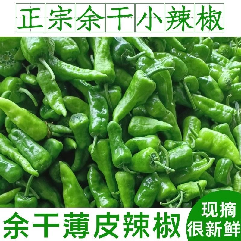 余干辣椒，徐闻，现摘现发，二荆条薄皮，辣香，正宗余干小辣椒