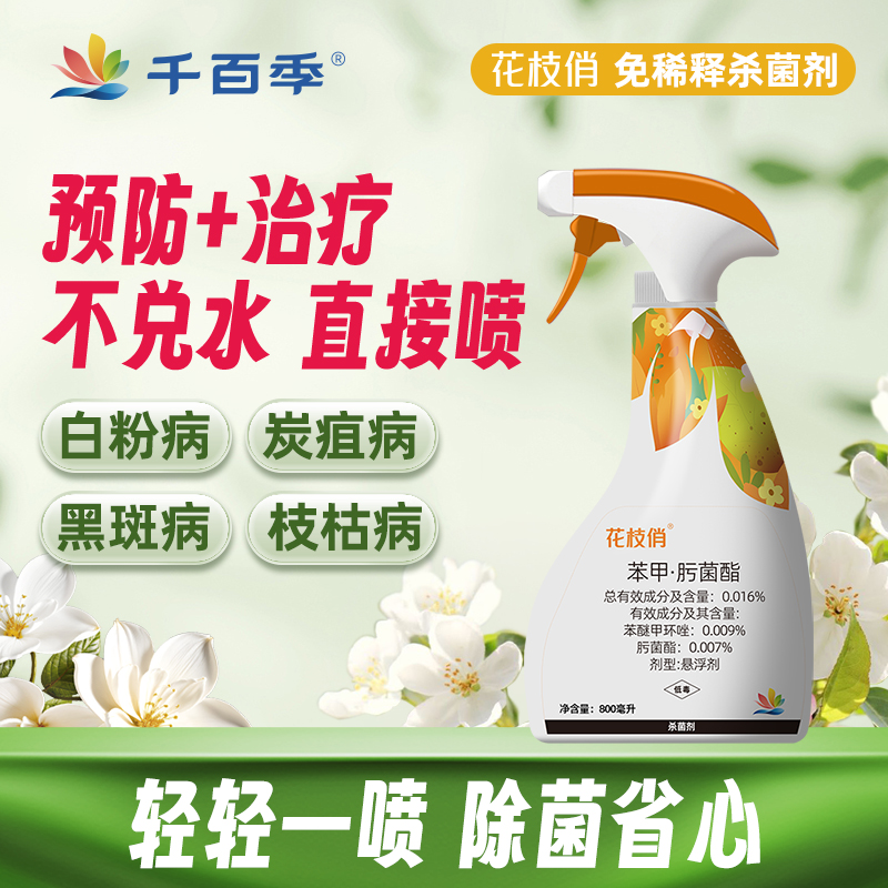 千百季花枝俏免稀释直喷月季白粉病黑斑病枝枯病懒人养花杀菌喷雾