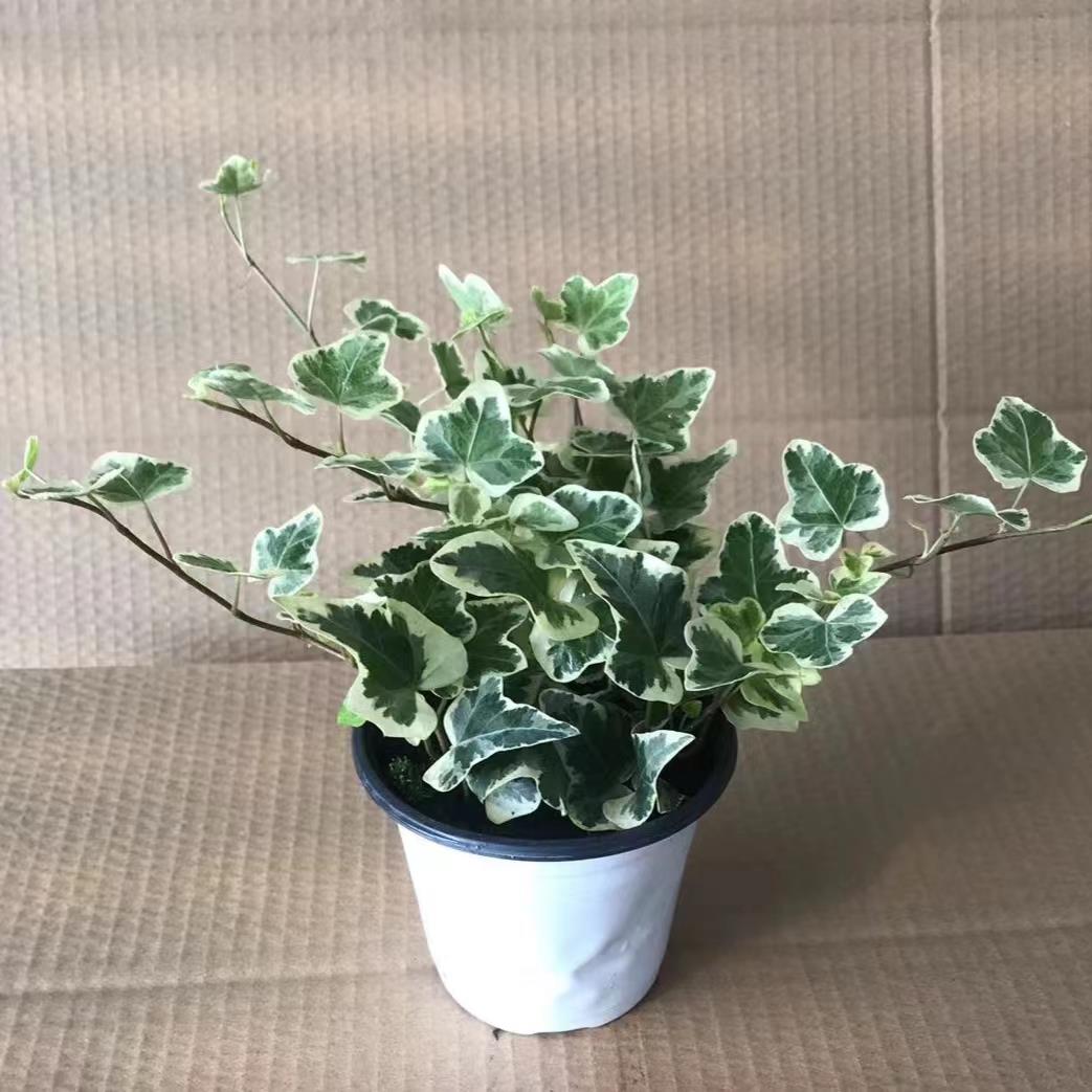 雪莹常春藤盆栽 日本引进 室内外阳台庭院 吊篮绿植 锦化易养观叶