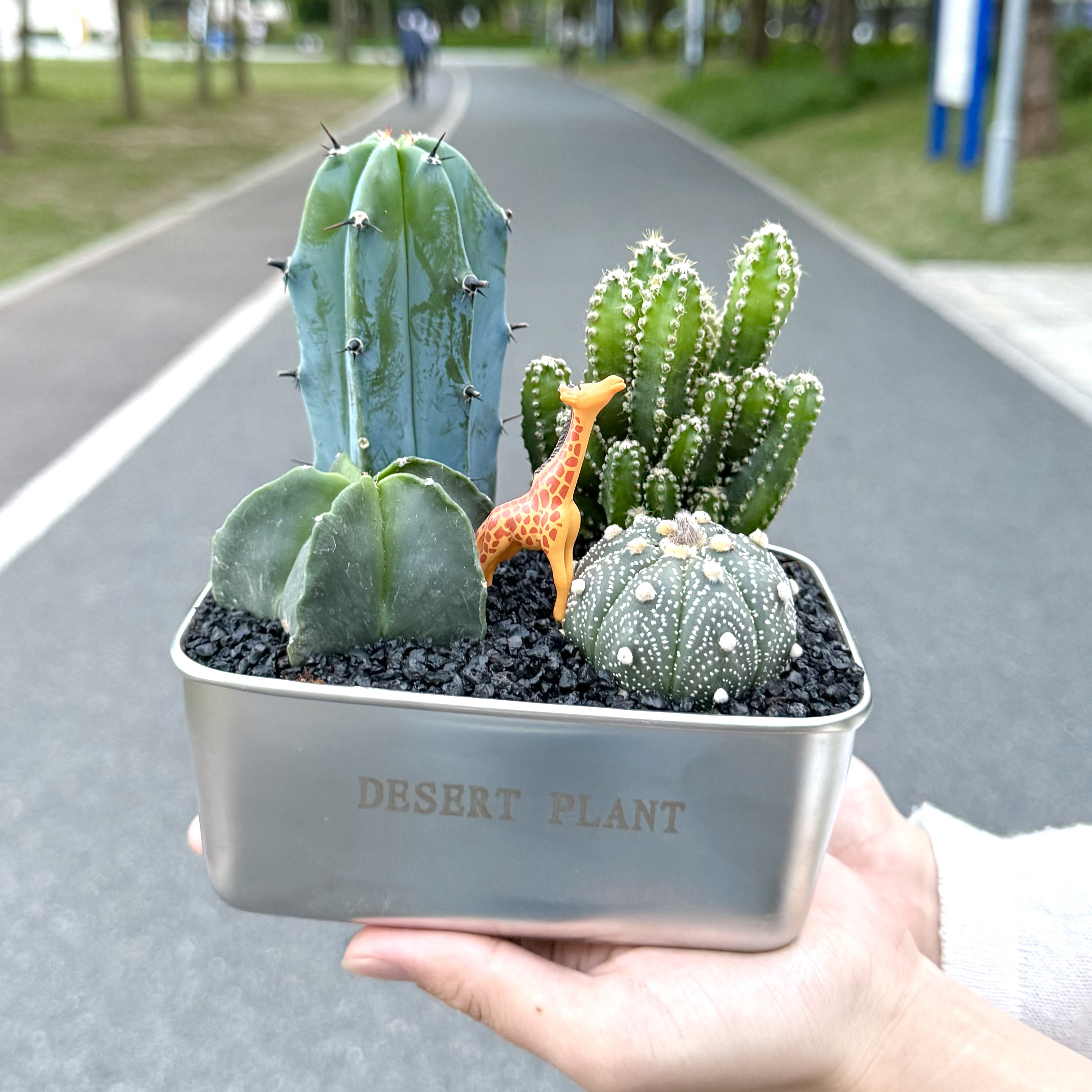 龙神木万重山星兜沙漠便当仙人掌仙人球室内客厅办公室多肉植物