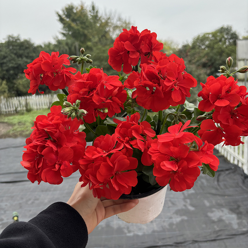 惠惠的花园垂吊天竺葵大西洋红色勤花品种多季开花阳台庭院盆栽