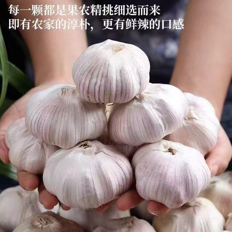 【2025年新干蒜】金乡干蒜产地直发农家自种精品大蒜头紫白皮蒜