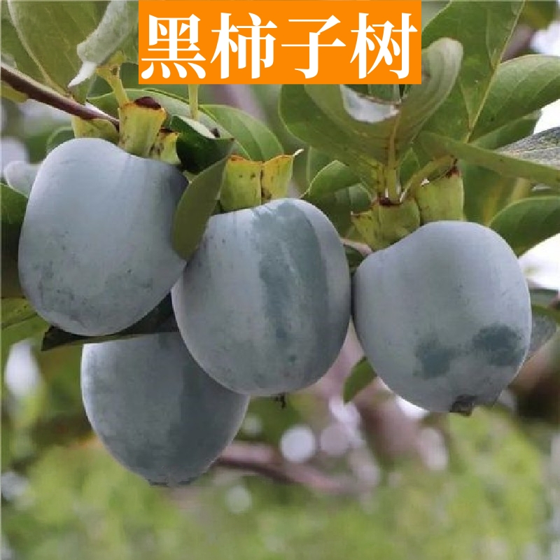 黑柿子树苗盆栽地载嫁接树苗南北方种植无核特大庭院四季当年结果