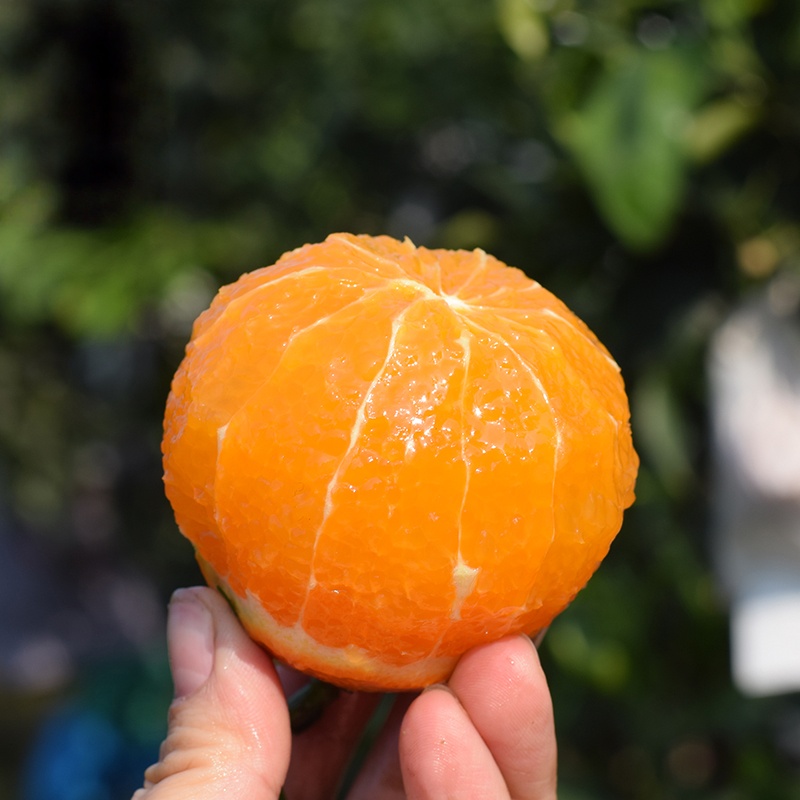 四川爱媛38号果冻橙 4.5斤 单果70mm+