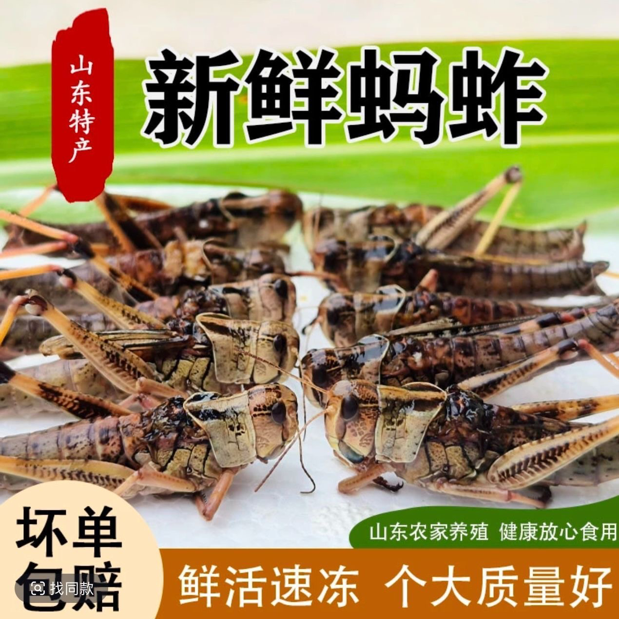 鲜活去翅带籽纯母蚂i蚱东亚飞蝗食用油炸昆i虫批发包邮蝗虫蚱蜢