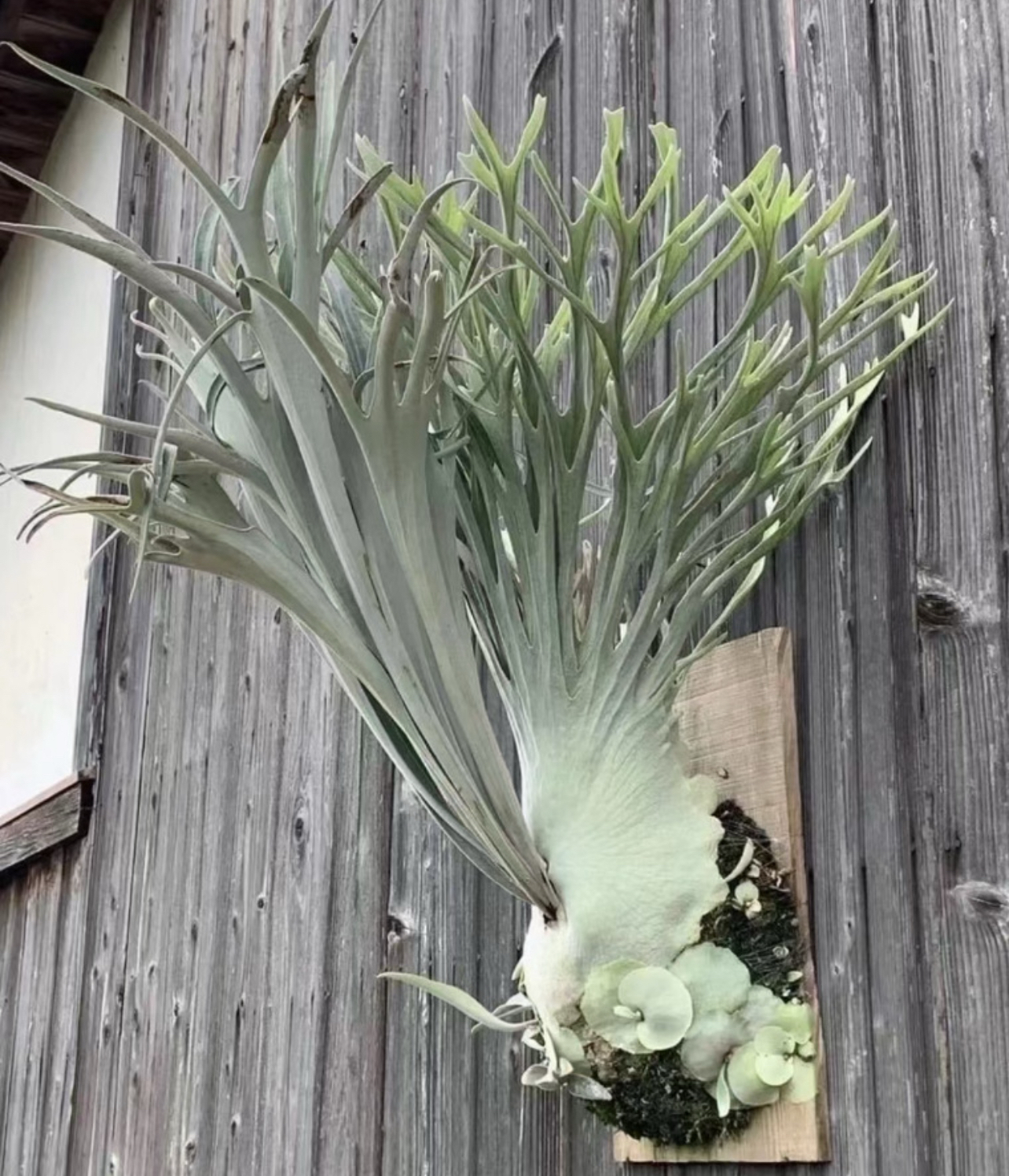 鹿王鹿角蕨/AR澳本河野银/AR鹿王/室内装饰墙挂/网红绿植盆栽