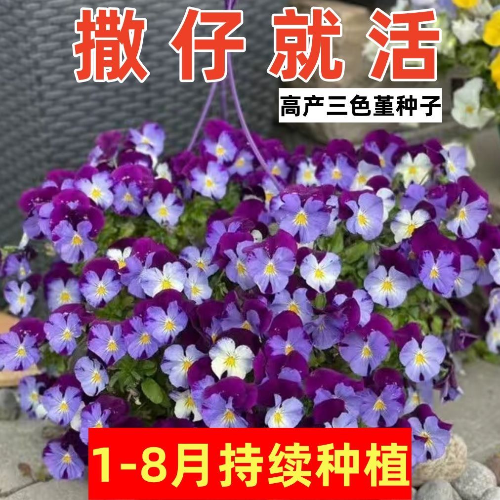 冬季耐寒三色堇花种子新品小角堇种四季开花不断盆栽室外户外花籽