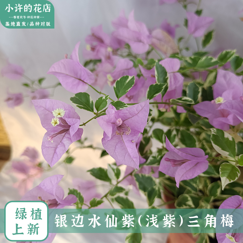 【银边浅紫三角梅】水仙紫勤花品种原盆原土带花带叶发货