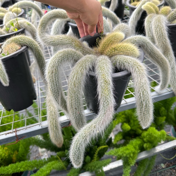 白毛九尾狐多肉植物发货开花红色垂钓造型易活