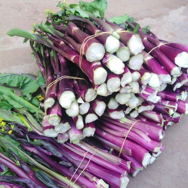 湖北红菜苔新鲜脆嫩蔬菜自种青菜当季菜心时令紫菜薹菜台特产本地