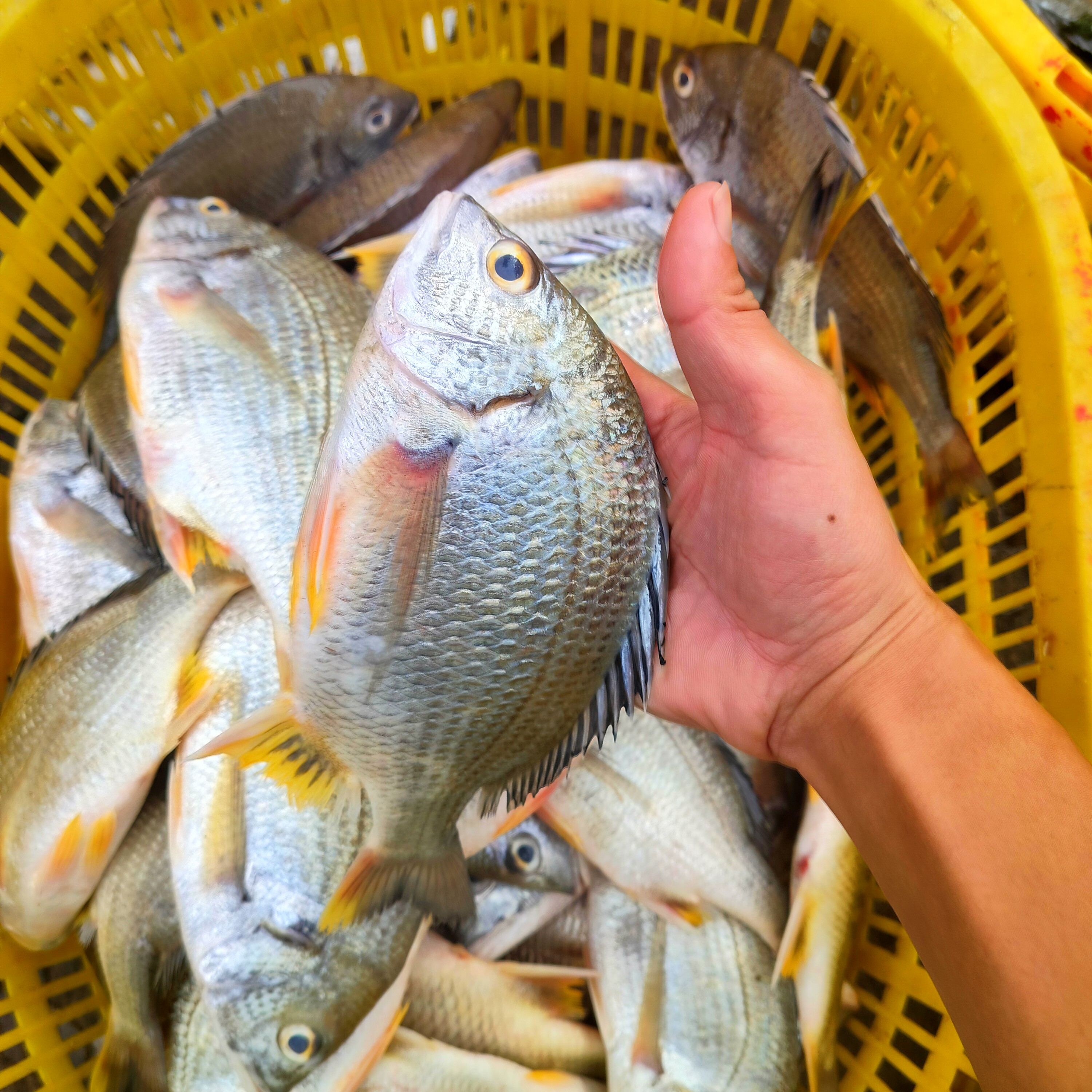 博贺渔港捕新鲜黄脚腊黄立鱼顺丰包邮