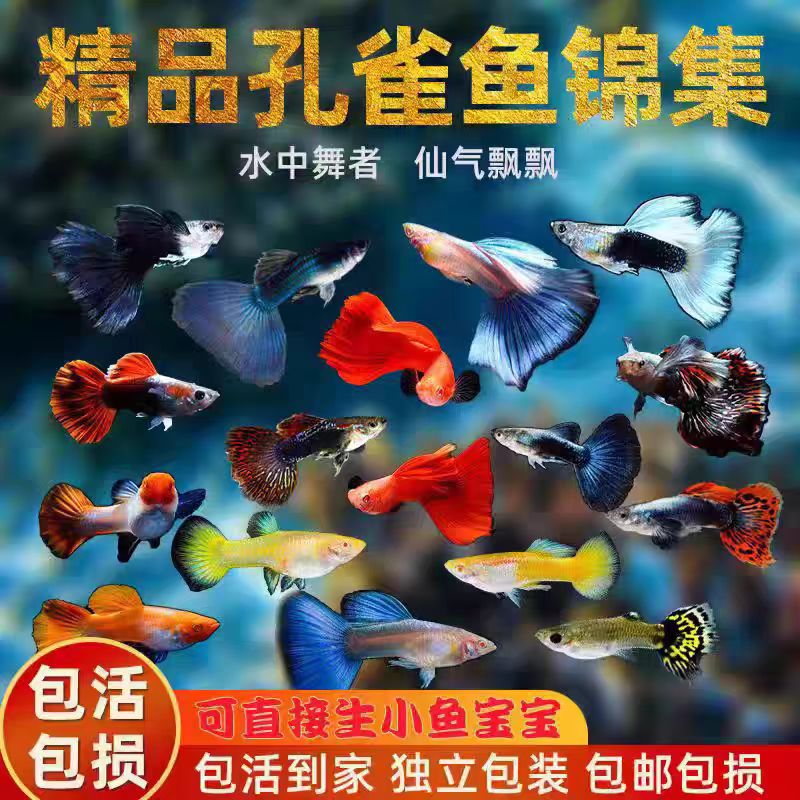 孔雀鱼活鱼苗观赏鱼热带小型鱼活体鱼淡水好养耐活精品纯种凤尾鱼