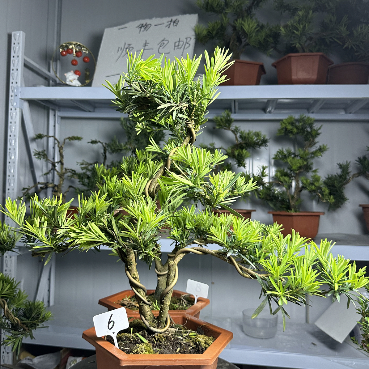 原生桩小叶雀舌罗汉松，1棵，一物一拍，四季常青，价格链接