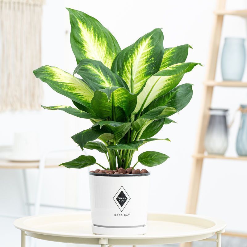 玛丽安万年青盆栽银皇后室内客厅四季常青好养活大盆水养绿植