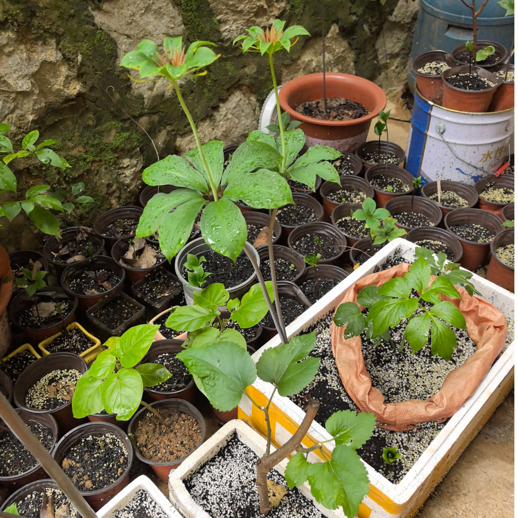 云南滇重楼高杆大叶七叶一枝花两年三年活苗小苗基地直发