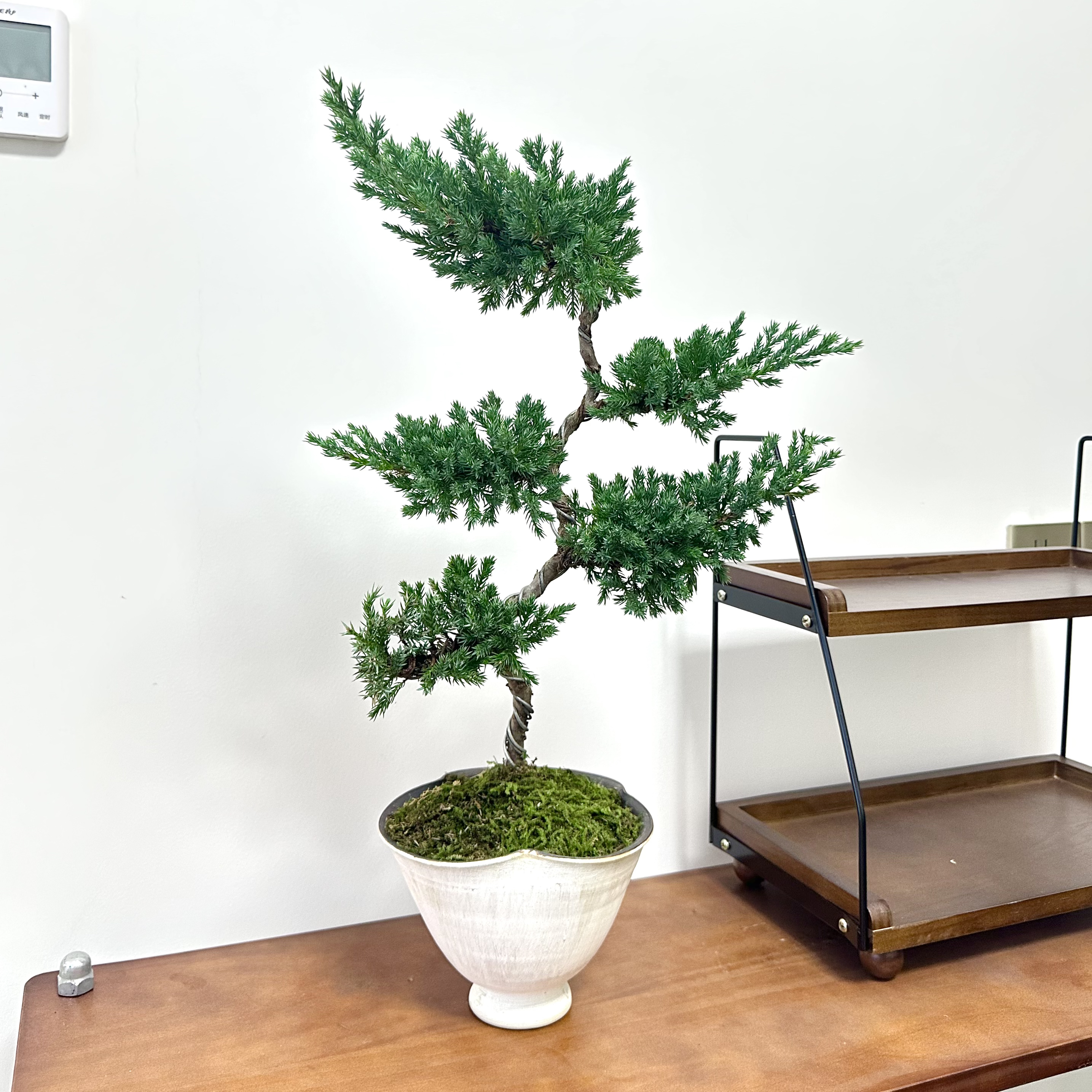 迎客松五层塔盆栽盆景室内客厅办公室桌面观叶趣味好养花卉绿植