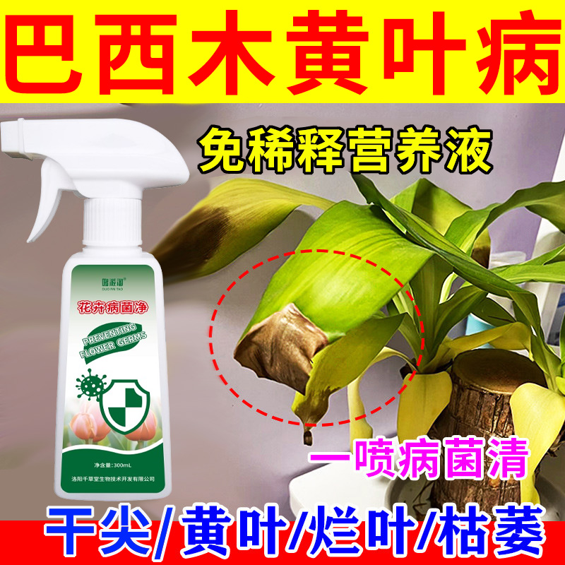 巴西木叶子发黄掉叶急救专用营养液肥料黄叶干尖枯萎烂根用免稀释