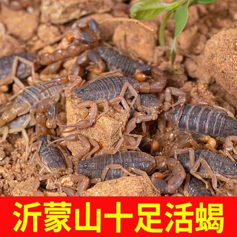 沂蒙山蝎子泡酒煲汤油炸烧烤蝎子蝎子油炸野生动物蝎子