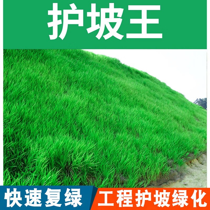 草坪种子矮生四季青草坪草籽庭院绿化四季常青护坡草种子固土复绿