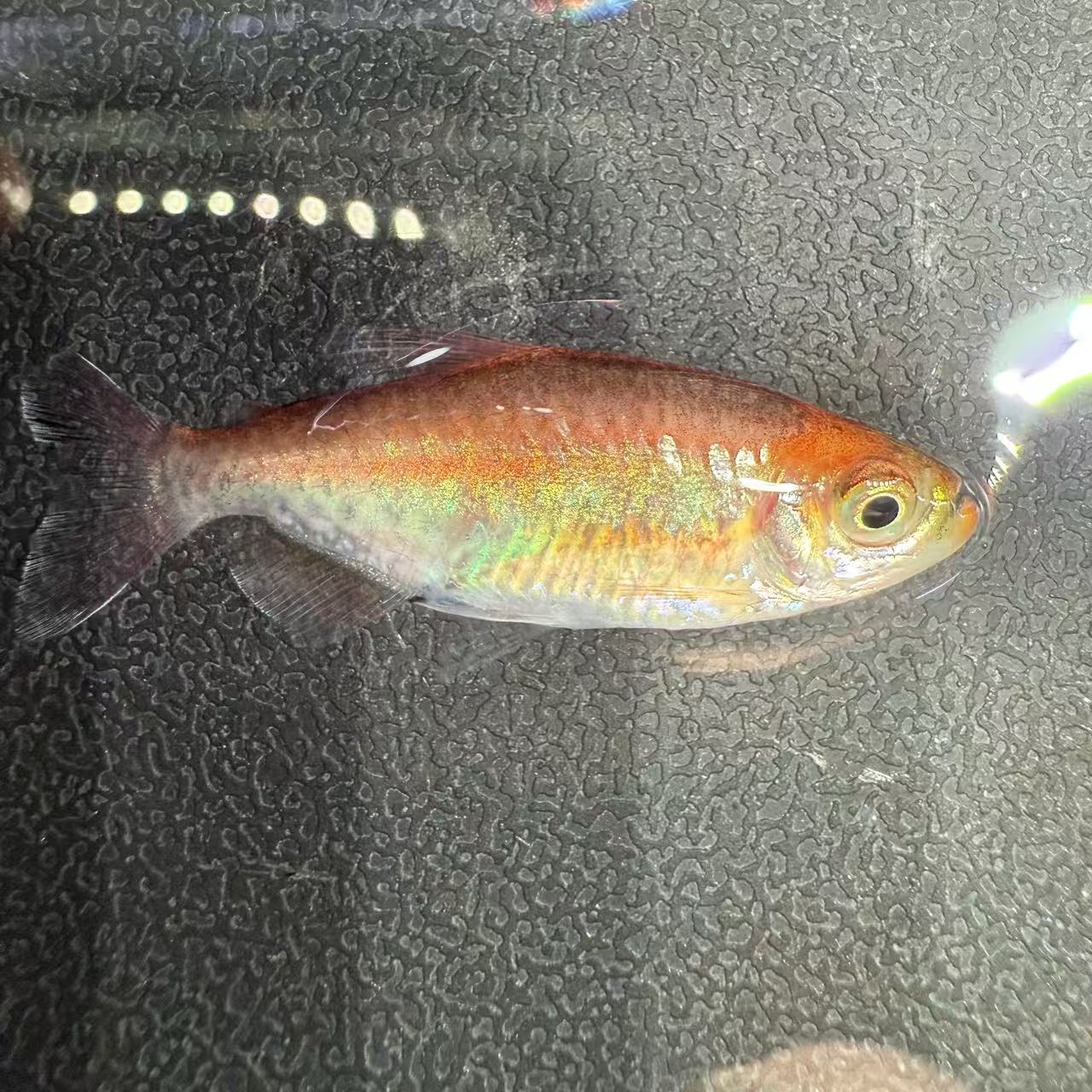 落日刚果美人鱼黄化刚果鱼变异黄化刚果美人鱼