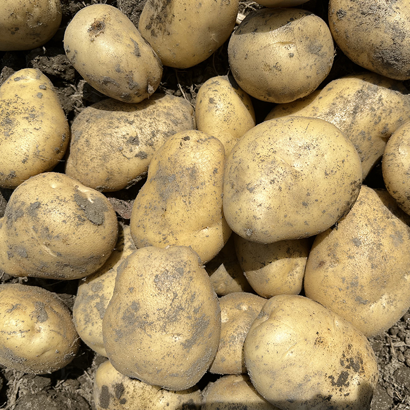 贵州洋芋高山马铃薯黄皮黄心粉糯土豆农家自种烧烤罗锅蔬菜商用