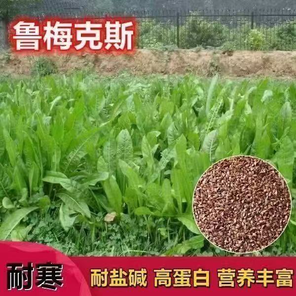 【鲁梅克斯种子】俄罗斯饲料菜多年生牧草种籽猪牛羊鸡鸭鹅牧草种子