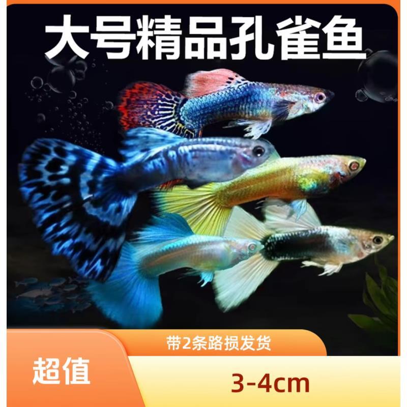 【深海熔岩色系】精品福利8条+2条备损易繁殖好养耐活观赏鱼孔雀鱼