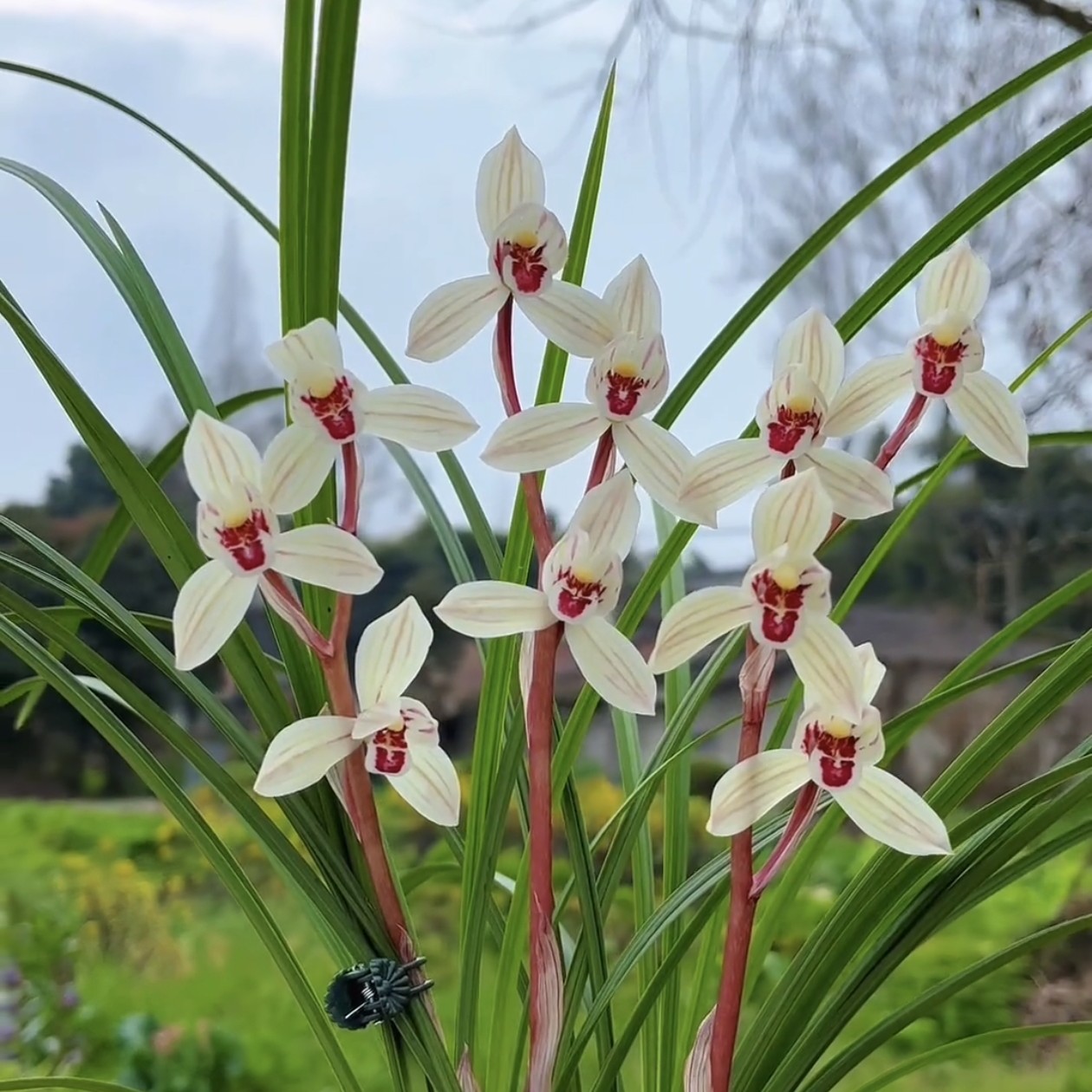 莲瓣兰荷瓣红舌云南原生老种顺丰包邮花期带花兰花盆栽花卉兰草