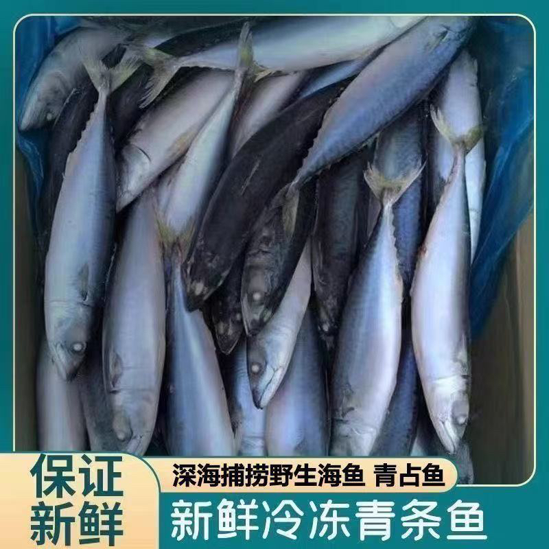 野生海捕青占鱼鲐鱼青花鱼整条鲐鲅鱼鲭鱼无冰衣海鲜鱼类整箱批发