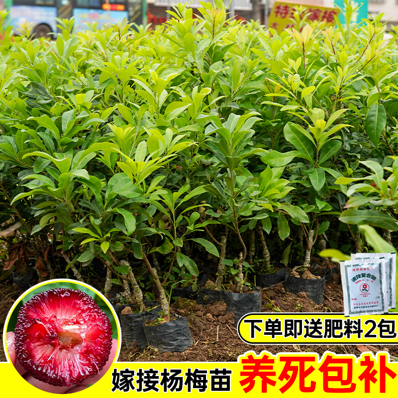 原装苗嫁接苗东魁杨梅苗正宗杨梅树苗新鲜早熟南北方种植当年结果