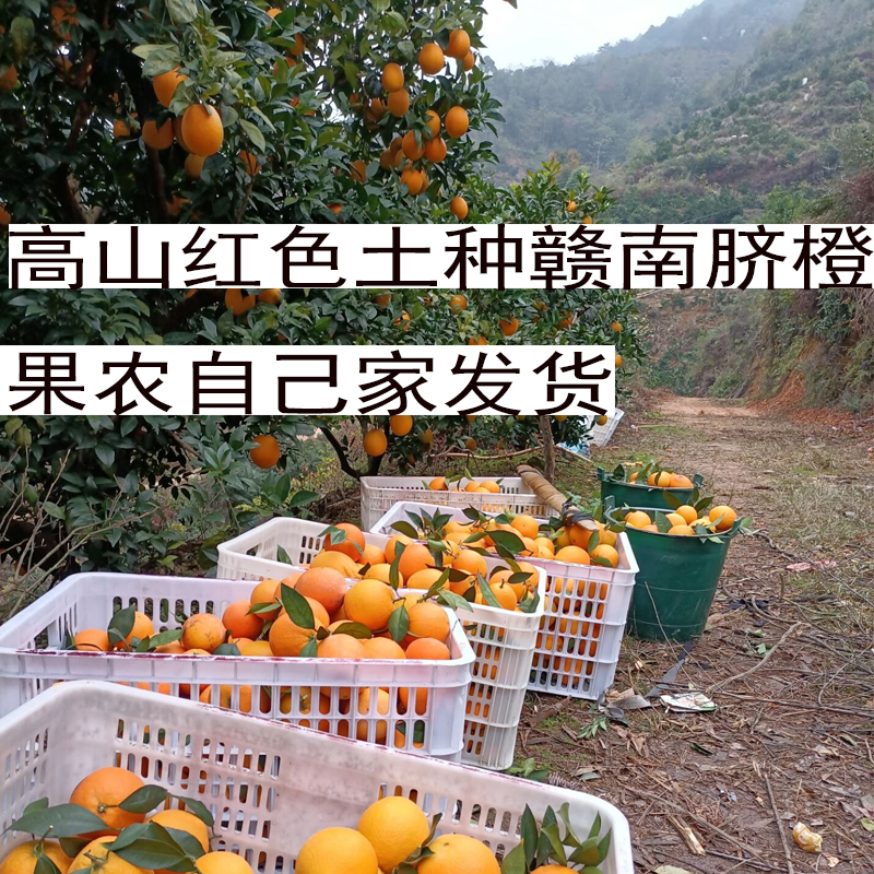 现摘新鲜水果脐橙子正宗赣南脐橙当季整箱果园直接发货赣州10斤