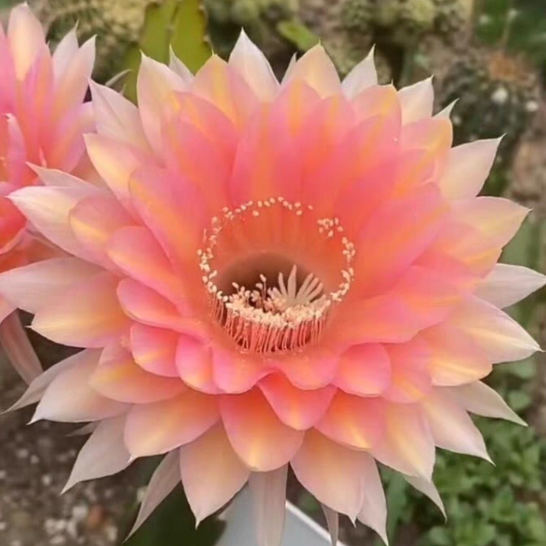 开花仙人球 彩草翡冷翠