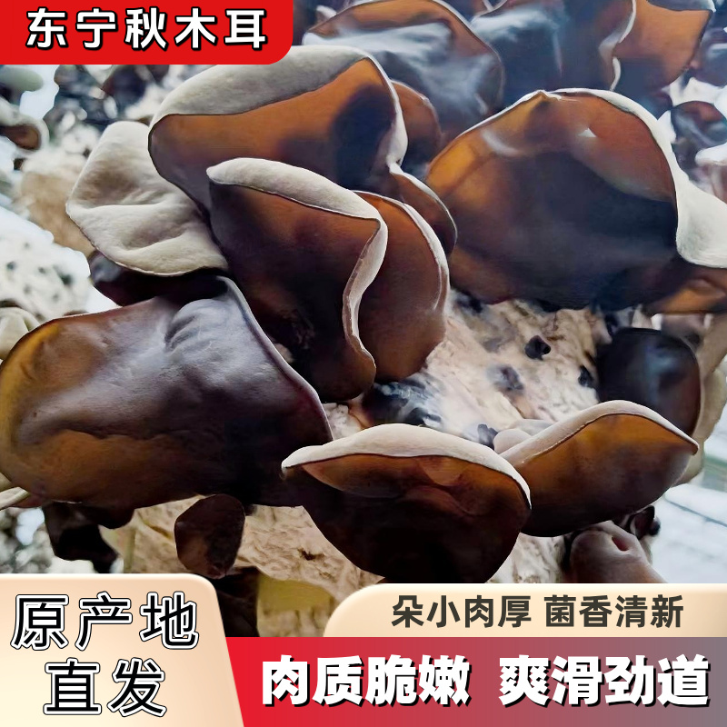 黑龙江东宁头茬秋木耳干货软糯无添加不增重肉厚小碗耳东北黑木耳