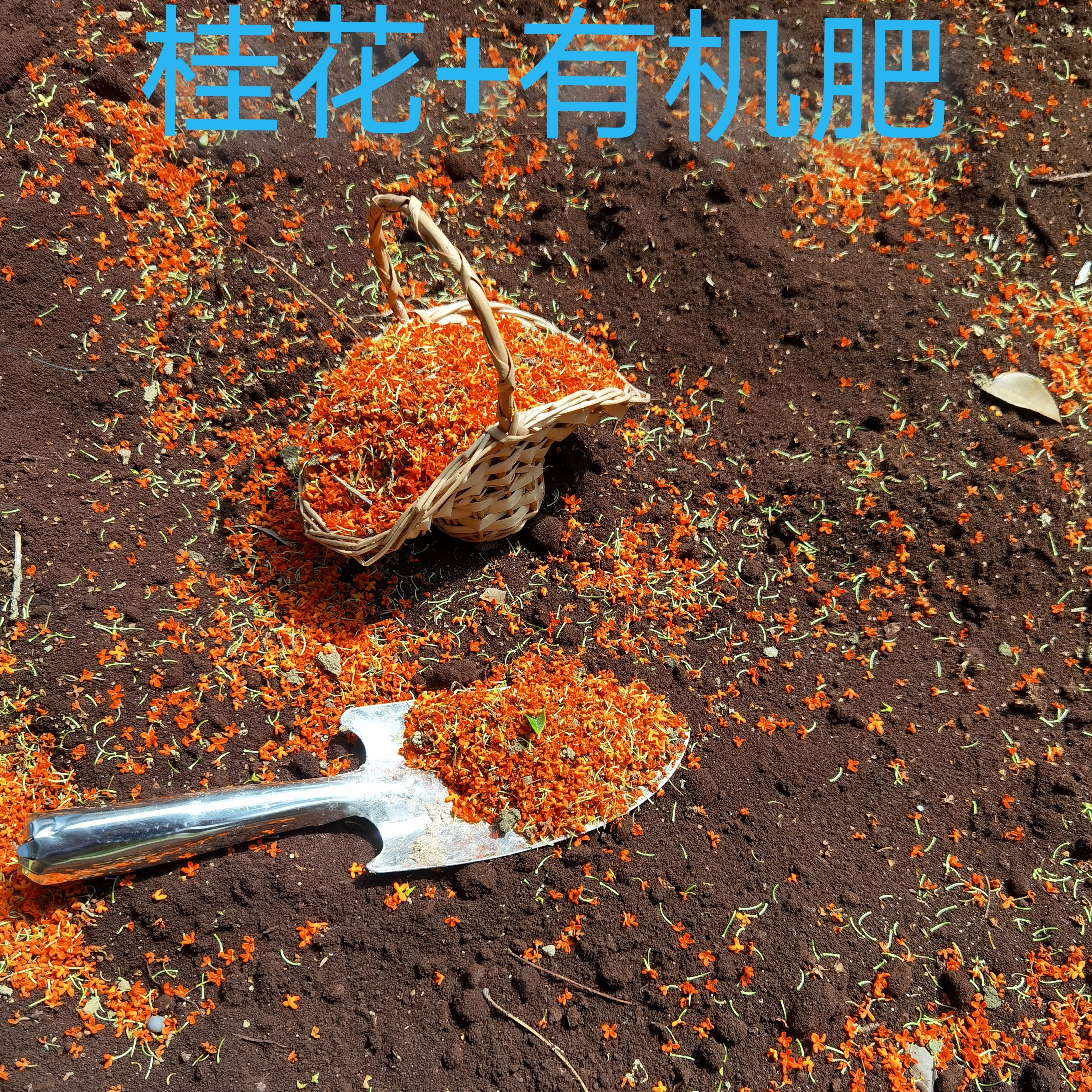 有机肥添加桂花吸附异味降低虫害家庭养花盆景花卉绿植盆栽专用肥