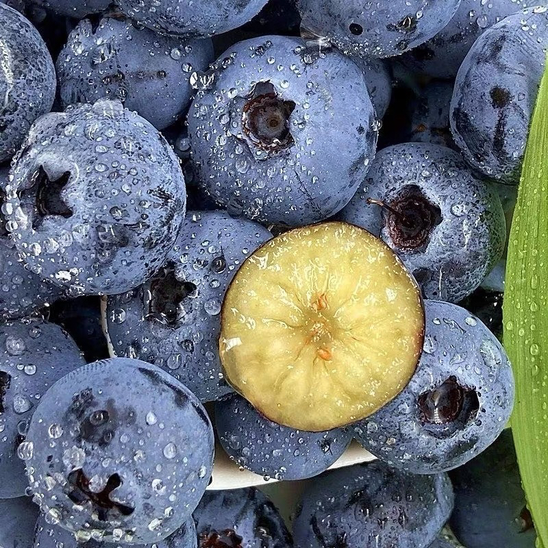 【全疆包邮】新鲜蓝莓鲜果盒装应当季多汁水果现摘现发孕妇